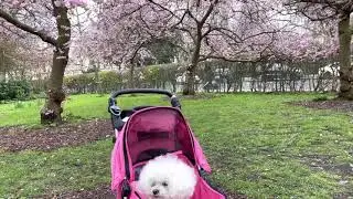 Cherry Blossoms at the Regents Park 2021