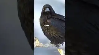 Raven #animals #animalfacts #facts #animallife #animalknowledge #wildlife #animaltrivia