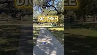 The Big Tree. #texasstateparks #gooseisland  #thebigtree