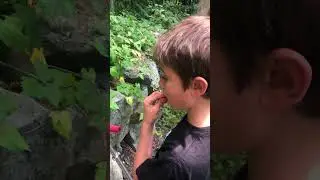 Washington State Salmon Berry Season #washingtonstate #explorewashington #seattle #familyfun