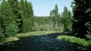 Forest Service offering new digital Annual Northwest Forest Pass