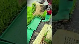 The process of moving and rolling plants into containers #shorts