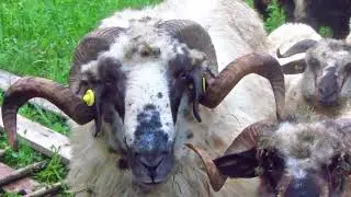 Rams with Twisted Horns, Fur full of Thistle (Baah)
