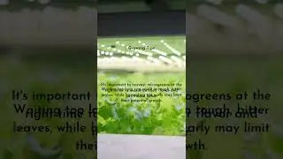 Hydroponic Microgreens: Tips for Success! 💧🌱 #shorts  #microgreens