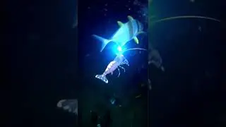 🔥 &ldquo;This Creature Glows When It&rsquo;s Angry (And It&rsquo;s Real)&rdquo;