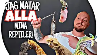 Jag matar ALLA mina reptiler! Feeding Frenzy hos Westbay Reptiles 🦎🐍🐢