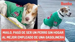Mailo, pas&oacute; de ser un perro sin hogar al mejor empleado de una gasolinera