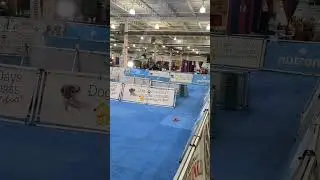 pet expo 2023 in the Bricker building col Ohio dog agility