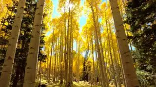 Flagstaff Arizona Fall Colors -Falliage Snowball