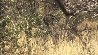 Cape buffalo hunt - select safaris South Africa