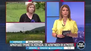 Αρκούδες τρώνε τα κεράσια. σε απόγνωση οι αγρότες | 01/06/2023 | ΕΡΤ