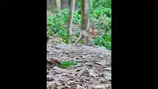 #ViralMonkeys #TrendingShorts #AnimalKingdom #DailyMonkeys #NatureLover #ExploreWildlife