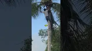 🇯🇲Picking cocunuts