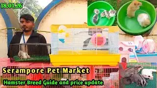 Hamster Breed Guide | Exotic Pets Hamster price update at Serampore Pet Market on 18.01.26