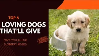 Loving Dogs That Give You Kisses | Most Loving Dog in The World