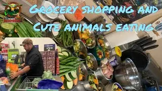 Grocery Shopping and Cute Animals Eating