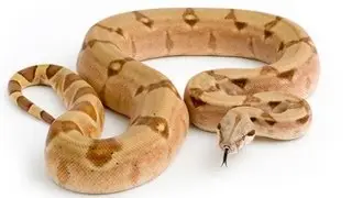 What's These Reptiles Up To? SnakeBytesTV