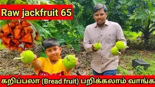 கறிப்பலா(Bread fruit)பறிக்கலாம் வாங்க அசைவத்தை மிஞ்சிய  Raw jackfruit 65 #breadfruitrecipe
