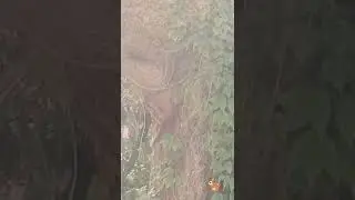 Squirrel gameplay during holidays 🐿