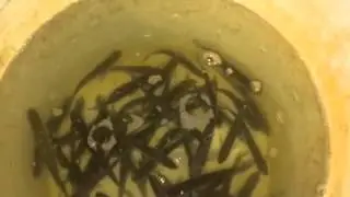 Live shiners for Freshwater Bass Fishing Medium Shiners for RI Largemouth Bass Fishing RI Live Bait