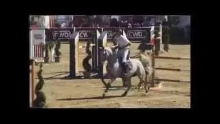 CRISTALLO II: Cornet Obolensky x Cassini I stallion, www.equine-evolution.com stallone da monta