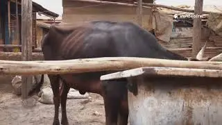 invideo ai 720 Rwanda&rsquo;s Milk Boom  Hidden Gold  2025 12 30