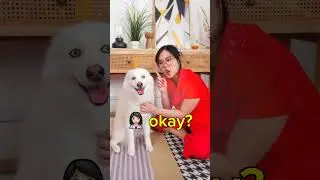 Asian Mums when You Get a Pet #shortsfeed