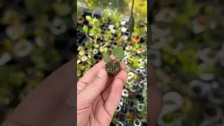 So cute ridiculous bonsai diy #bonsai #india #craft #ideas #usa #trending #shortvideo #share #korea