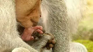 Janet Bite Hand Janna To Wake Up Cos Wrong Milk | Jane Help Janet Bite Tarzanna  | Monkey Crying