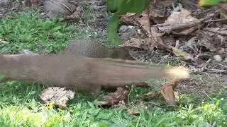Mongoose - Hana Maui Hawaii