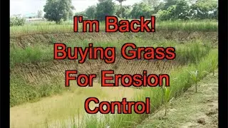 Buying Grass For Erosion Control Around The Pond