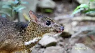 Lesser mouse-deer or kanchil (Tragulus kanchil) - Kaeng Krachan Thailand #nature #birds