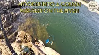 Hooked into a Golden Mahseer on the  River Beas in Himachal Pradesh | Mahseer Fishing India 