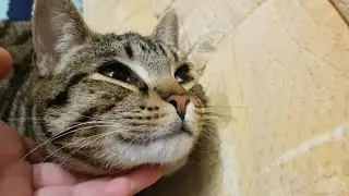 Счастливый автомобиль звучит как кот.