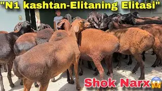 “Akramjon akaga N1 ELITA Kashtan Sovluqlar Keldi ‼️ Eng Zo‘r Nasllar Sotuvda”😱