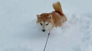 陽気な柴犬と雪遊びしたら期待通りになります(笑)