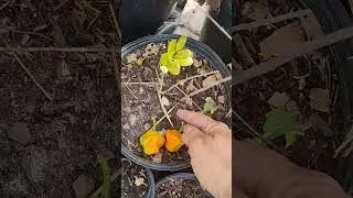 Jamaican Scotch bonnet pepper #florida #garden #zone10 #plants #veggies #growyourownfood #harvest