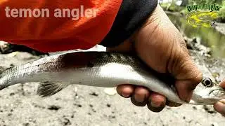 casting di muara buntu kambunong,spot sangat bagus strike barracuda