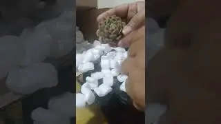 Destapando cajita de sucus