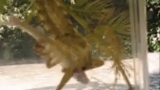 Giant Water Bug Kills Fish