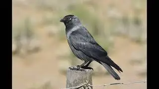 Jackdaw Call