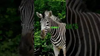 Why do Zebras have Stripes?? 🧠 #animals #nature #fact #science #zebra