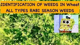 Identification of weeds in Wheat Plant . Rabi Season Weeds.