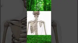 骨格画像　上肢帯と体幹の繋がり