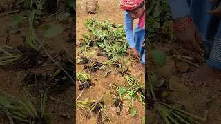 Transform Your Tea Garden: Mulching Tips & Tricks! 🤯😱🤯🌱