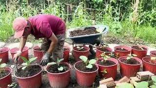 #74. Gardening diary: fertilizing corners for brown cabbage, cabbage, tomatoes