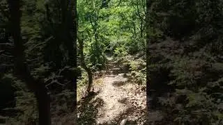 #forest #wood #лес #выгдетутвсе#подписчикинаютуб