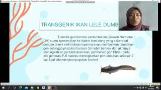 TRANSGENIK IKAN LELE DUMBO