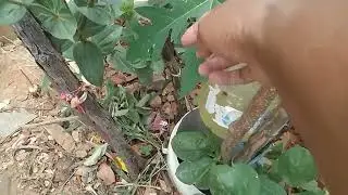 Mostrando minhas  fruteiras  como tao linda
