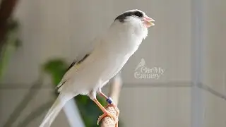 🔴 Fa&ccedil;a seu can&aacute;rio chilrear instantaneamente com nosso melhor treinador de chilrear can&aacute;rio - PROVE